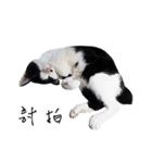 KT Cat（個別スタンプ：32）