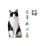KT Cat（個別スタンプ：33）