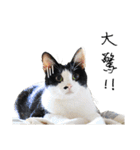 KT Cat（個別スタンプ：34）