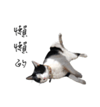 KT Cat（個別スタンプ：35）