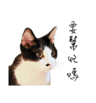 KT Cat（個別スタンプ：37）