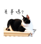 KT Cat（個別スタンプ：38）