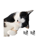KT Cat（個別スタンプ：39）