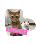 8ニャンコズ（個別スタンプ：1）