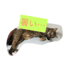 8ニャンコズ（個別スタンプ：3）