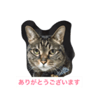 8ニャンコズ（個別スタンプ：4）