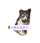 8ニャンコズ（個別スタンプ：6）