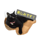 8ニャンコズ（個別スタンプ：7）