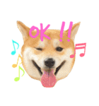 柴犬の源次郎（個別スタンプ：1）