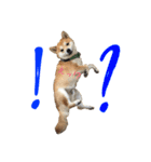 柴犬の源次郎（個別スタンプ：4）