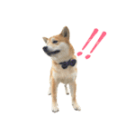 柴犬の源次郎（個別スタンプ：5）