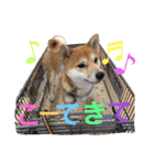 柴犬の源次郎（個別スタンプ：6）