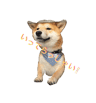 柴犬の源次郎（個別スタンプ：7）