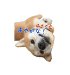 柴犬の源次郎（個別スタンプ：8）