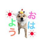 柴犬の源次郎（個別スタンプ：9）
