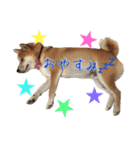 柴犬の源次郎（個別スタンプ：10）
