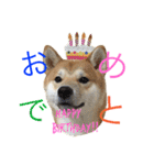 柴犬の源次郎（個別スタンプ：11）