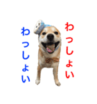 柴犬の源次郎（個別スタンプ：12）