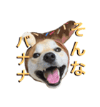 柴犬の源次郎（個別スタンプ：13）