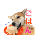 柴犬の源次郎（個別スタンプ：14）