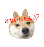 柴犬の源次郎（個別スタンプ：15）