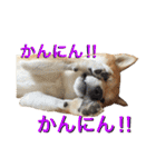 柴犬の源次郎（個別スタンプ：16）
