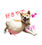 柴犬の源次郎（個別スタンプ：17）