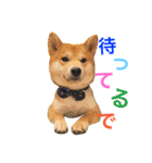 柴犬の源次郎（個別スタンプ：18）