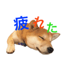 柴犬の源次郎（個別スタンプ：19）