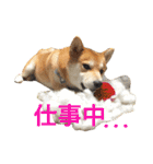 柴犬の源次郎（個別スタンプ：20）