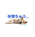 柴犬の源次郎（個別スタンプ：21）