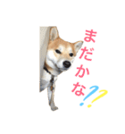 柴犬の源次郎（個別スタンプ：22）
