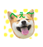 柴犬の源次郎（個別スタンプ：23）