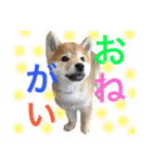 柴犬の源次郎（個別スタンプ：24）