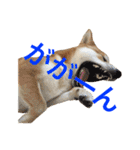 柴犬の源次郎（個別スタンプ：25）