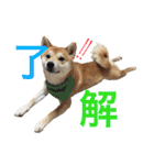 柴犬の源次郎（個別スタンプ：26）