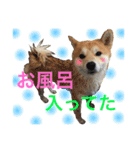 柴犬の源次郎（個別スタンプ：27）