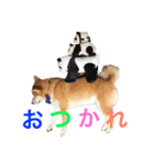 柴犬の源次郎（個別スタンプ：28）