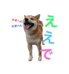 柴犬の源次郎（個別スタンプ：29）