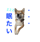 柴犬の源次郎（個別スタンプ：30）