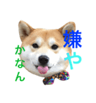 柴犬の源次郎（個別スタンプ：31）