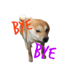 柴犬の源次郎（個別スタンプ：32）