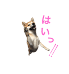 柴犬の源次郎（個別スタンプ：33）