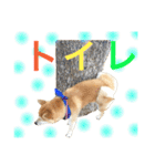 柴犬の源次郎（個別スタンプ：34）