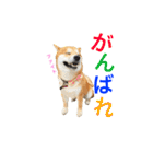柴犬の源次郎（個別スタンプ：35）