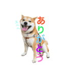 柴犬の源次郎（個別スタンプ：36）