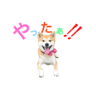 柴犬の源次郎（個別スタンプ：37）