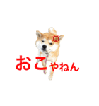 柴犬の源次郎（個別スタンプ：38）