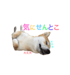 柴犬の源次郎（個別スタンプ：39）