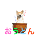 柴犬の源次郎（個別スタンプ：40）